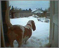 russell and backyard snow